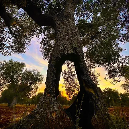Antica Masseria منزل ريفي